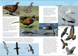 Collins BTO Guide to British Birds