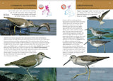 Collins BTO Guide to British Birds