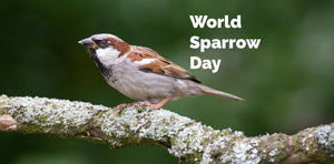 Celebrating World Sparrow Day 2023