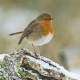 Christmas card - Robin in snow design (pack of 5)
