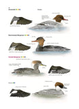 Collins British Bird Identifier