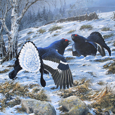 Christmas card - Black Grouse (pack of 5) by Steve Cale