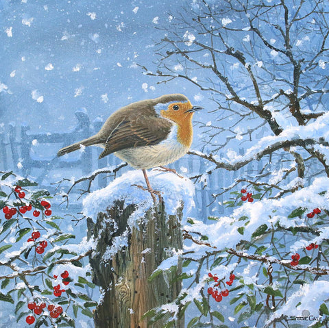 Christmas card - Robin- by Steve Cale (pack of 5)