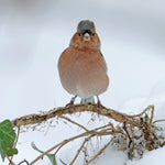 Christmas card - Chaffinch design (pack of 5)