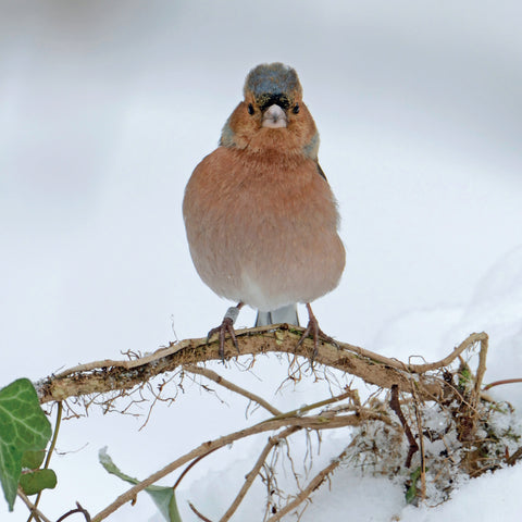 Christmas card - Chaffinch design (pack of 5)