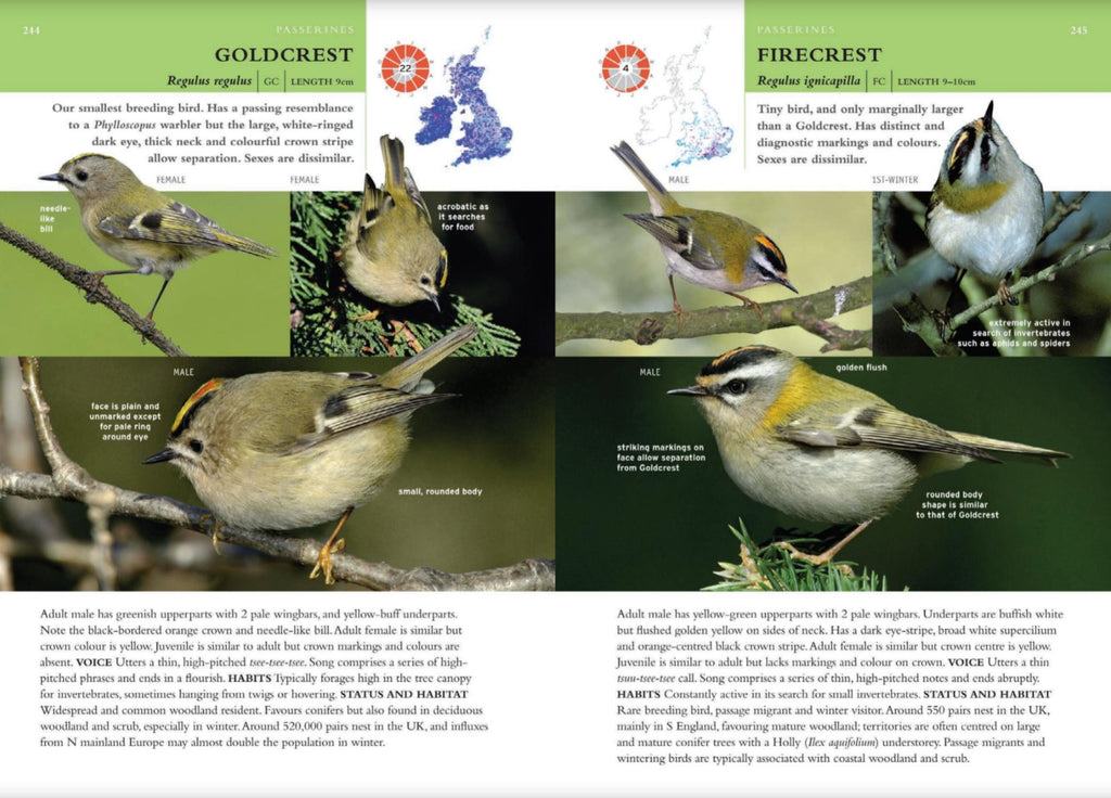 Collins Complete British Wildlife: Guida Fotografica (Collins Handguides) - Paul Sterry - Buone Condizioni