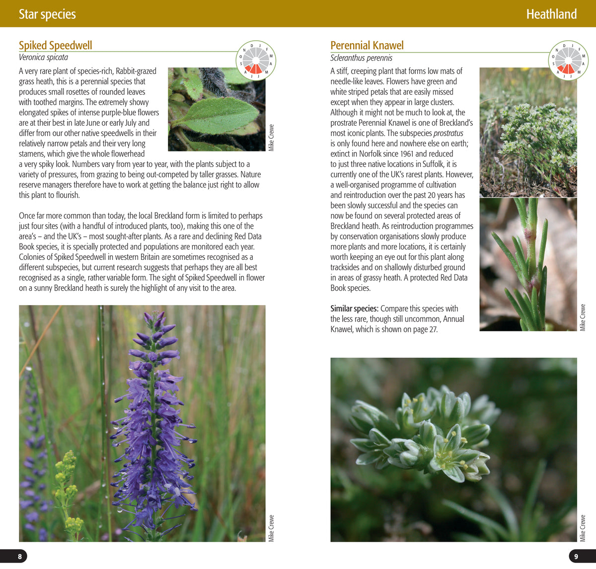 Breckse Flowers of the Brecks Part One: Heath & Grassland, by Mike Crewe – BTO ...
