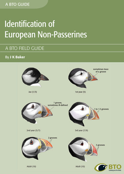 Puffin, Bird Identification Guide